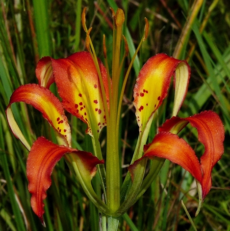 {Lilium catesbaei}
